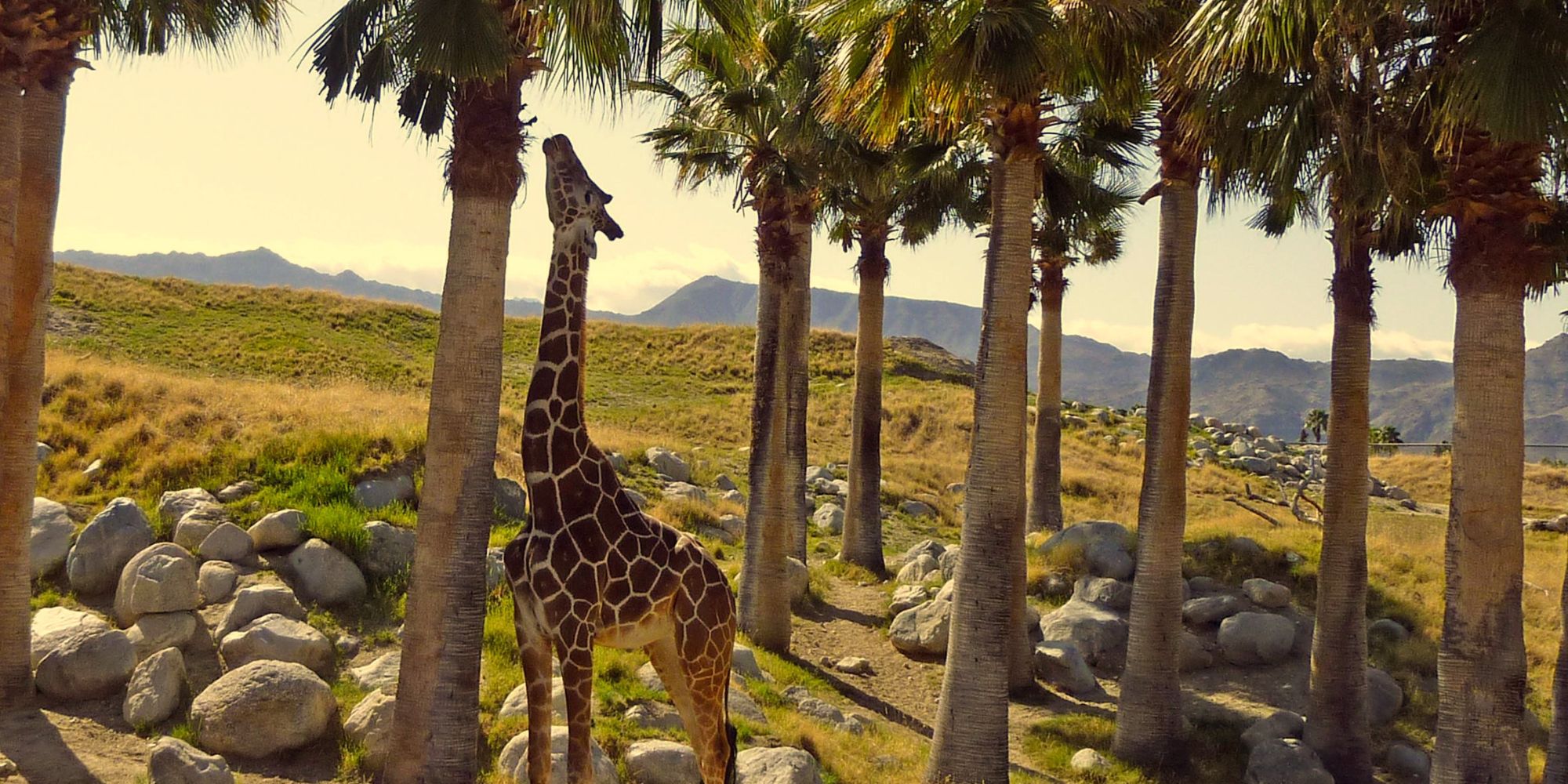 Spend time at The Living Desert Zoo & Gardens
