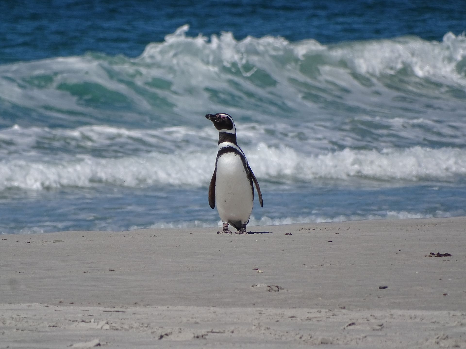 Falkland Islands travel destination