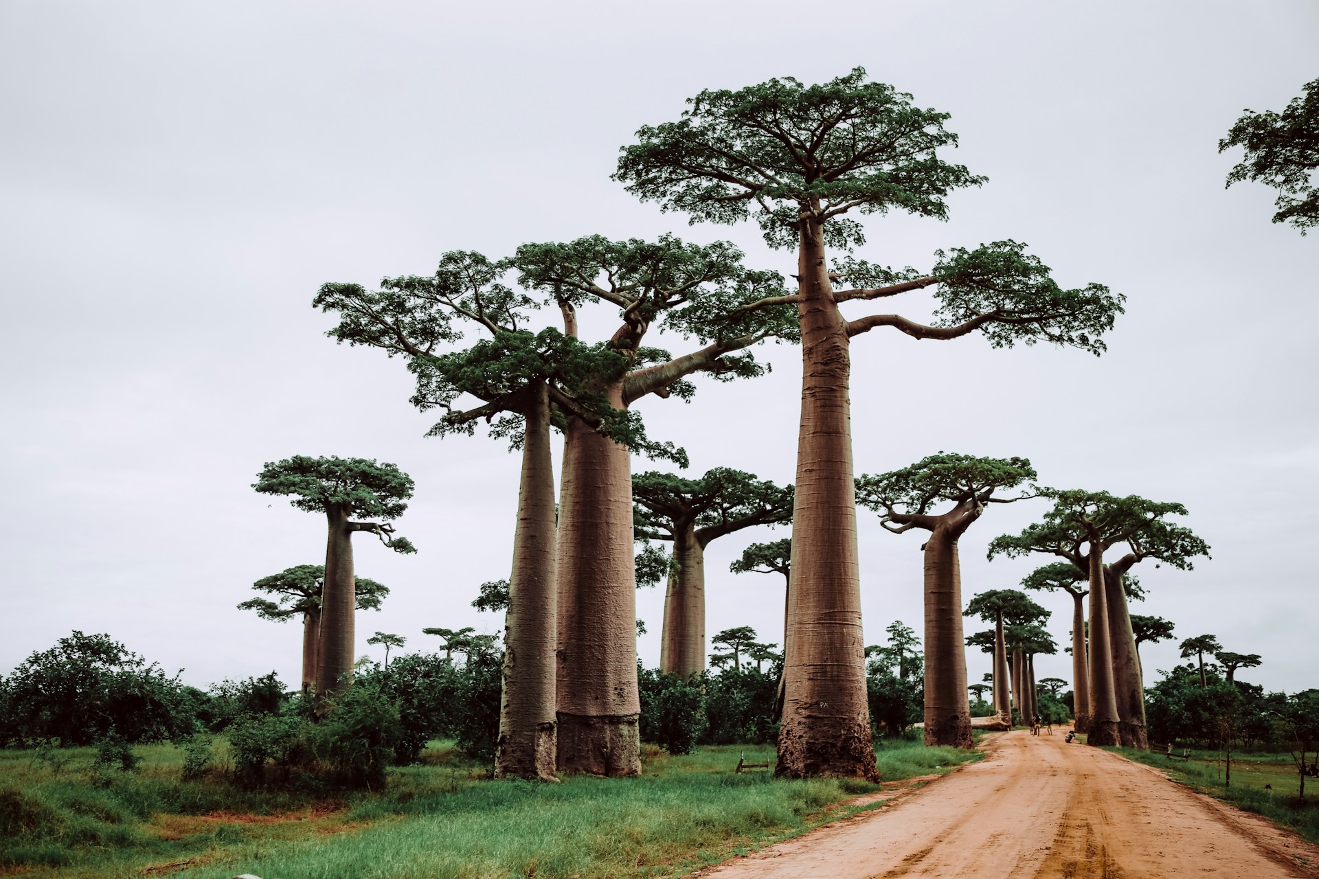 Madagascar travel destination